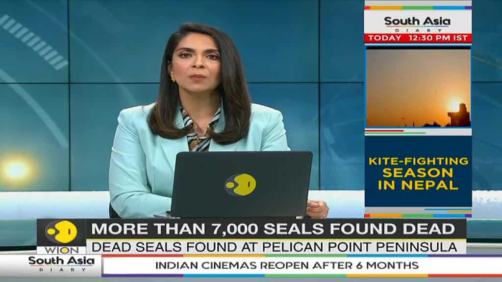 More than 7,000 dead seals found along Namibian beach