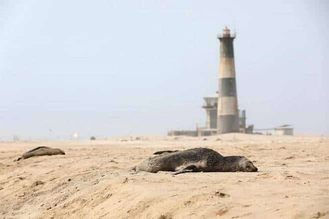 Mystery of 7,000 dead seals at the breeding colony on Namibia beach