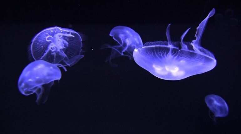 Consuming jellyfish more sustainable alternative to fish: Study