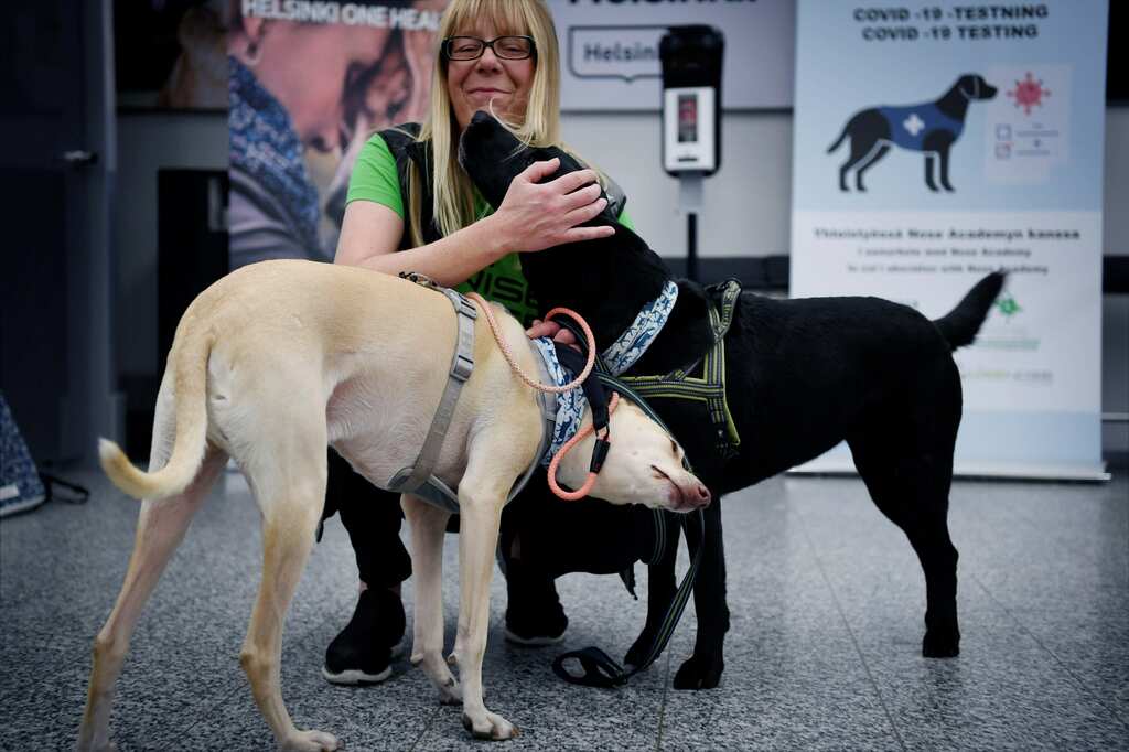 Finland deploys coronavirus-sniffing dogs at airport