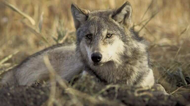 US to remove wolves from protected species list US to remove wolves from protected species list