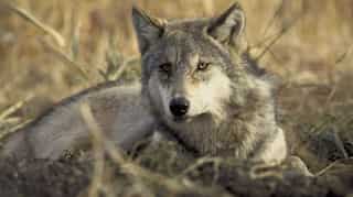 US to remove wolves from protected species list