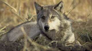 US to remove wolves from protected species list