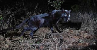 Horror creeps into Chinese city after three leopards escape from park