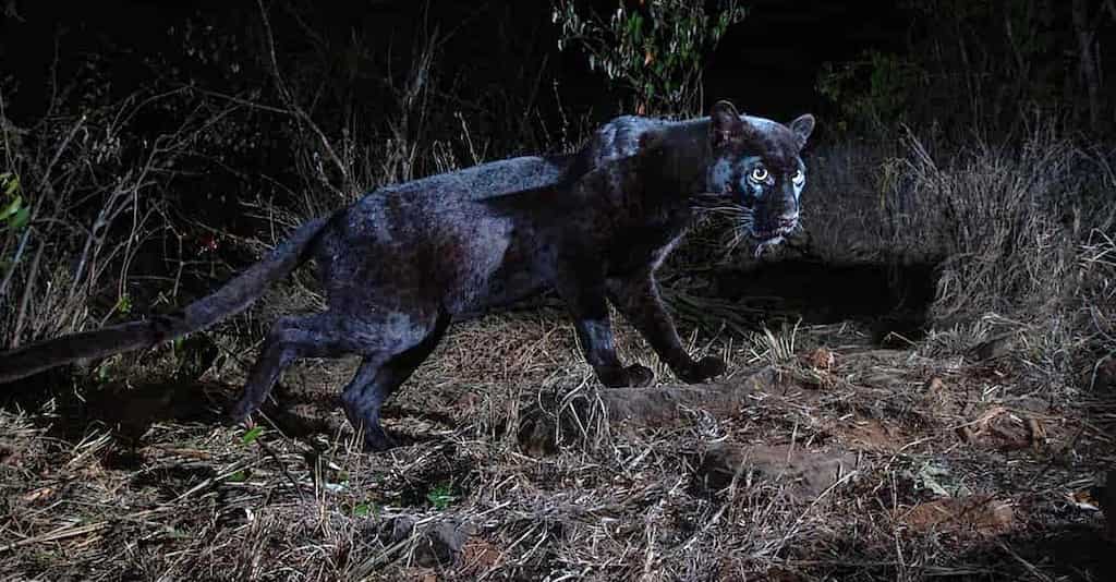 Horror creeps into Chinese city after three leopards escape from park