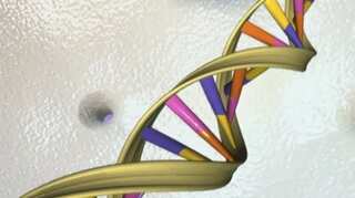 CRISPR gene editing can cause unwanted changes in human embryos, study finds