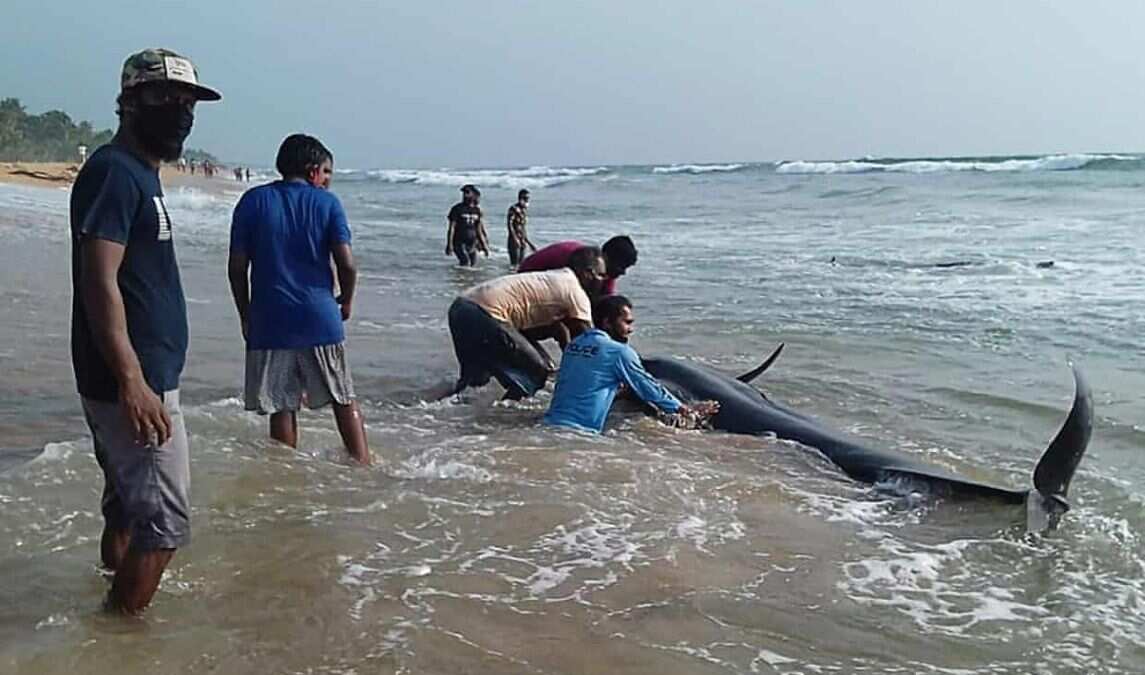 Sri Lanka rescues 120 whales after mass stranding Sri Lanka rescues 120 whales after mass stranding