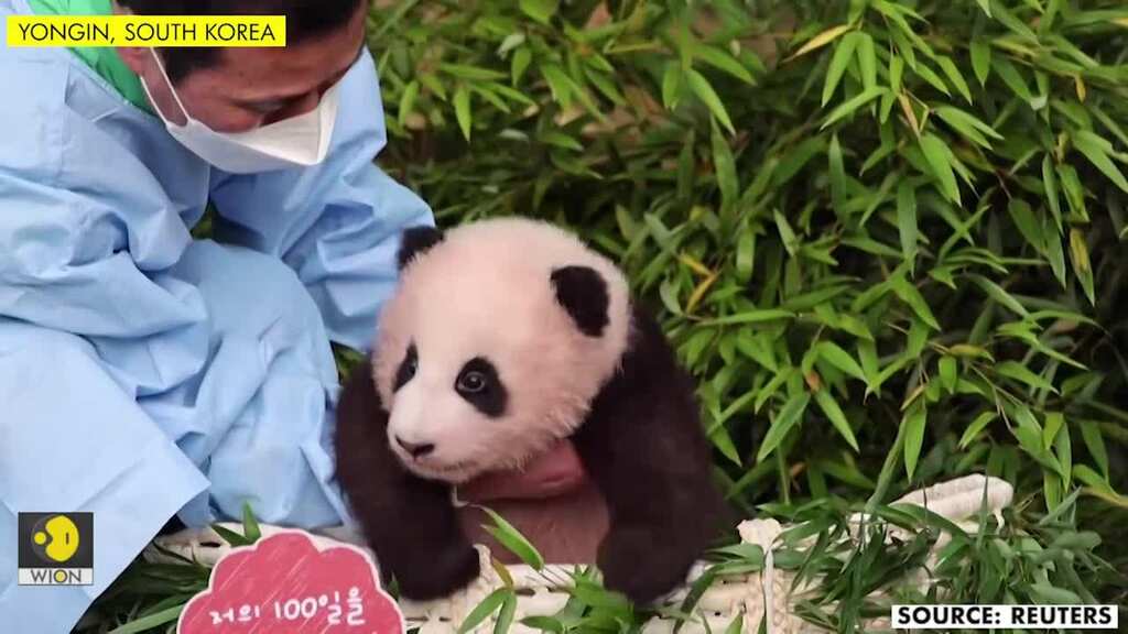 Giant panda cub makes her debut at South Korea zoo