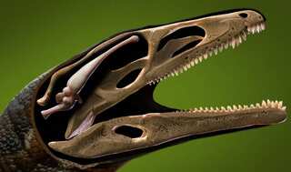 We’ve rarely seen a dinosaur brain like this before