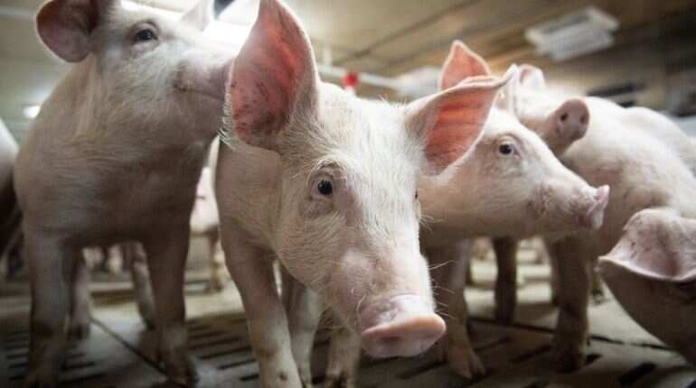 Watch: US doctors successfully test a pig kidney transplant on a human patient 