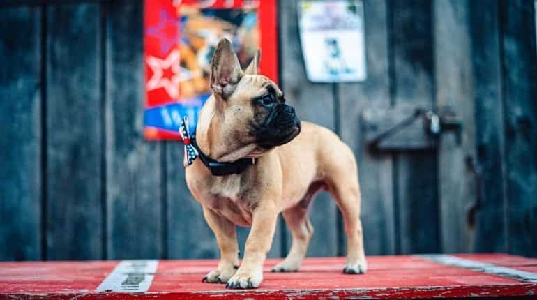 Forget Biden and Trump, this American town just elected a dog as mayor Forget Biden and Trump, this American town just elected a dog as mayor