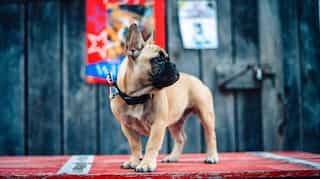 Forget Biden and Trump, this American town just elected a dog as mayor