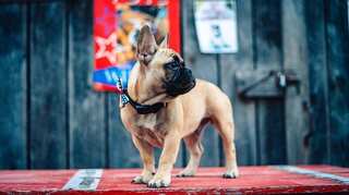 Forget Biden and Trump, this American town just elected a dog as mayor