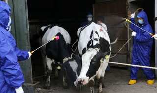 Brucellosis outbreak infects over 6,000 people in China
