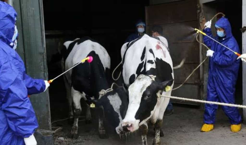 Brucellosis outbreak infects over 6,000 people in China