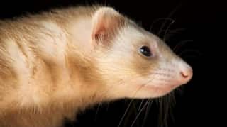Nasal spray prevents COVID infection in ferrets, study finds