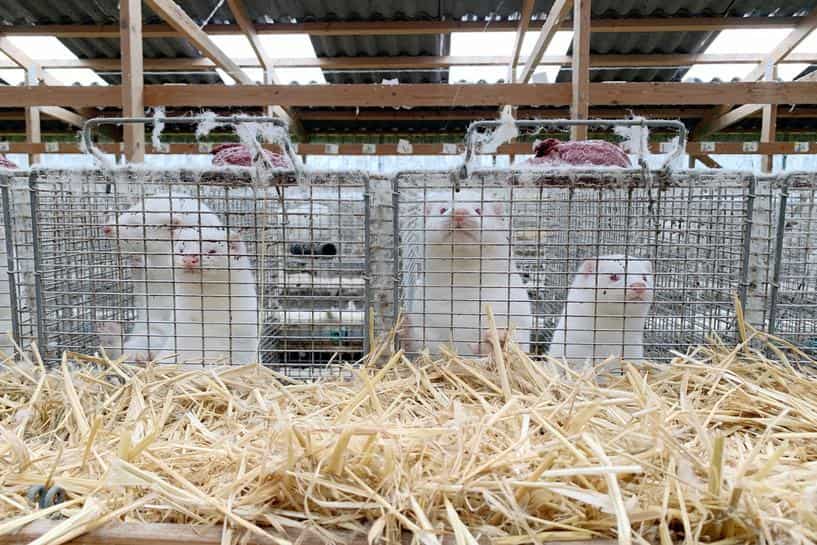 Denmark tightens lockdown in north, mink cull devastates industry Denmark tightens lockdown in north, mink cull devastates industry