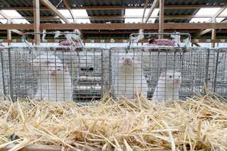 Denmark says mutated coronavirus from mink farms 'most likely eradicated'