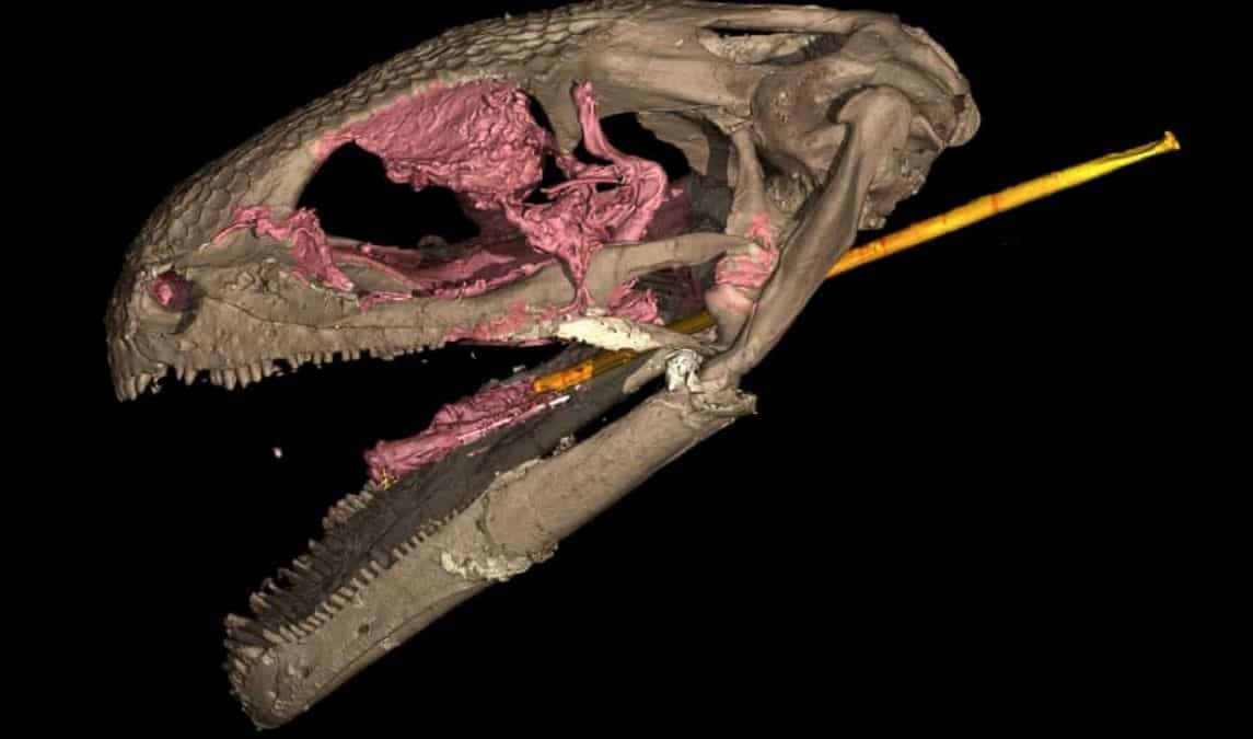 Scientists uncover oldest evidence of 'slingshot' tongue Scientists uncover oldest evidence of 'slingshot' tongue