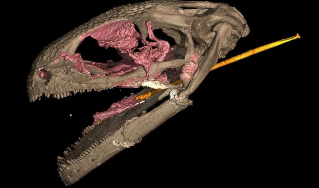 Scientists uncover oldest evidence of 'slingshot' tongue