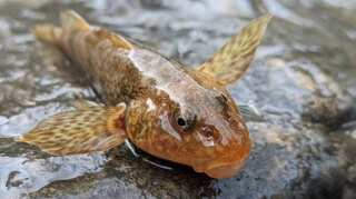 Scientists, conservationists get together to save 65-million-year-old fish