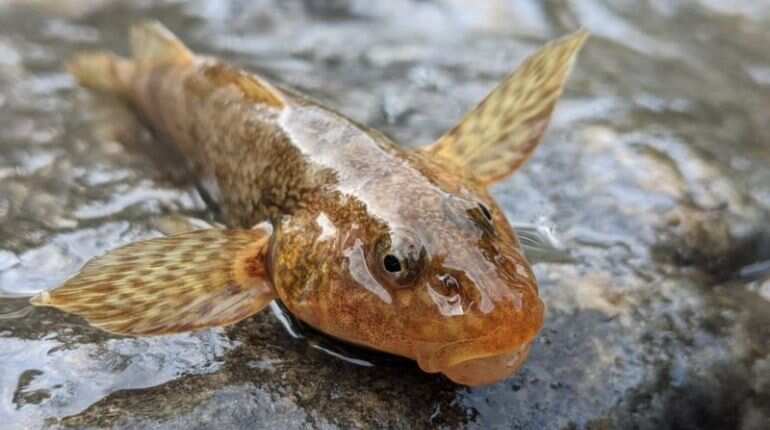 Scientists, conservationists get together to save 65-million-year-old fish