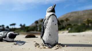 Researchers plan new colony as African penguins face extinction risk