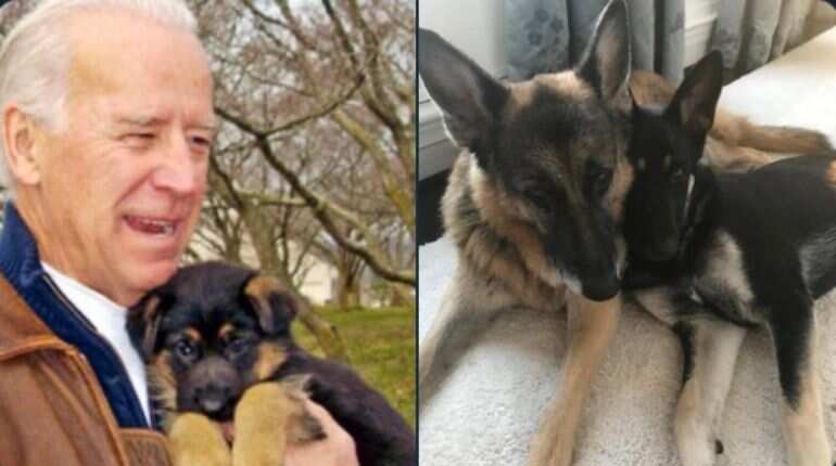 Meet the Biden family's 'Major': The first rescue dog to grace the White House
