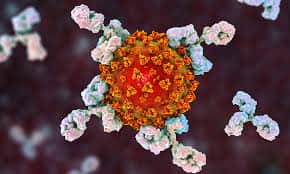South African virus strain more contagious, says expert