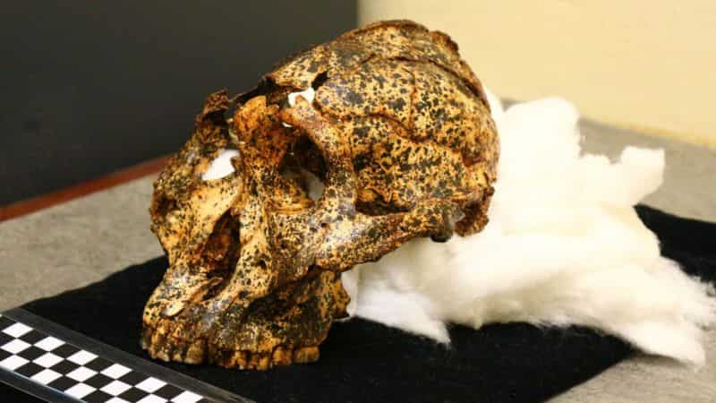 Two million-year-old skull of human cousin unearthed Two million-year-old skull of human cousin unearthed