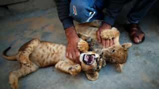 Meet Fathy and Filisteen, lion cub pets of a Palestinian baker