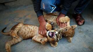 Meet Fathy and Filisteen, lion cub pets of a Palestinian baker