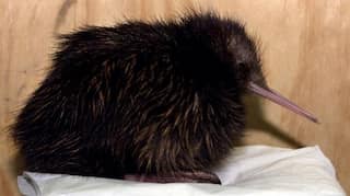 Kiwi comes calling: New Zealand celebrates as an iconic bird returns