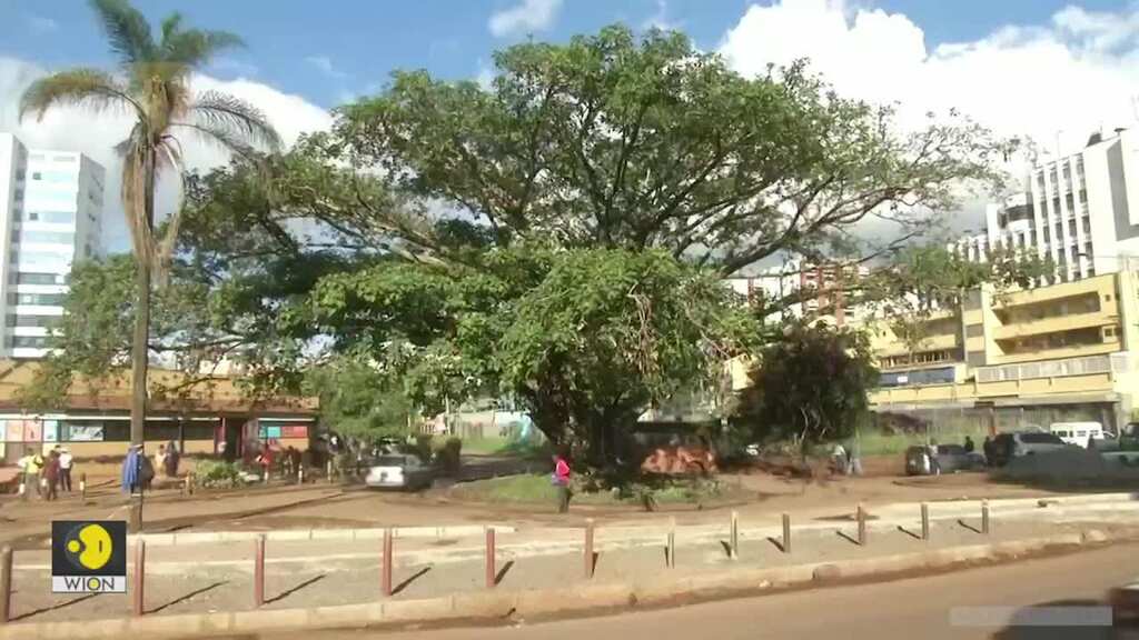 Kenya's president saves fig tree from Chinese-funded highway