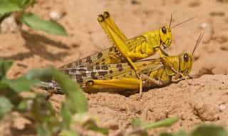 Outside Mogadishu, locusts turn farmland into desert
