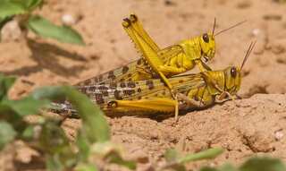 Outside Mogadishu, locusts turn farmland into desert