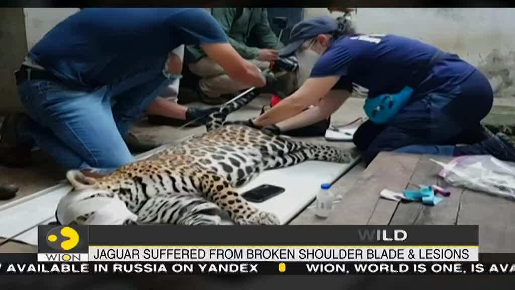 Mexico: Jaguar returns to the wild, after being struck by a car