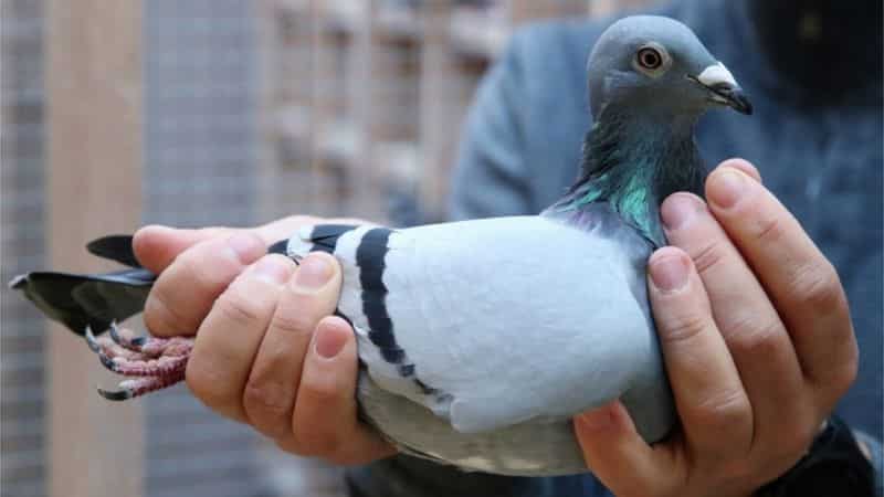 Belgian racing pigeon 'New Kim' sold for record $1.9 million Belgian racing pigeon 'New Kim' sold for record $1.9 million