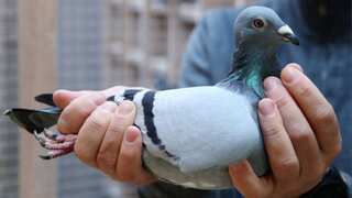Belgian racing pigeon 'New Kim' sold for record $1.9 million