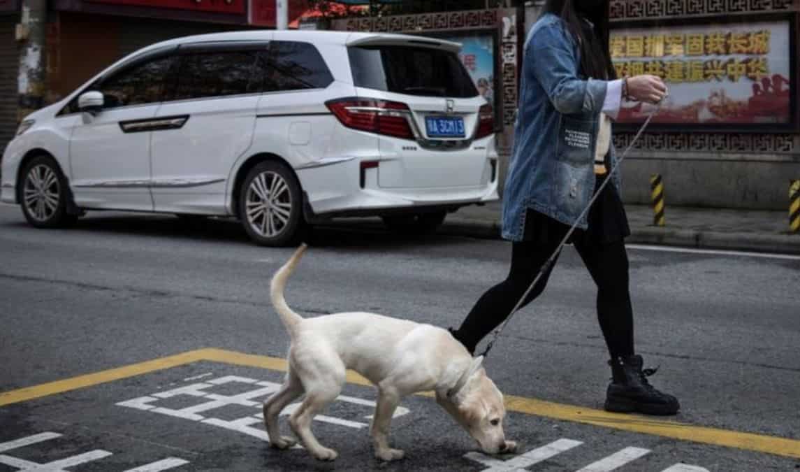 Chinese county sparks debate over ban on public dog walking Chinese county sparks debate over ban on public dog walking