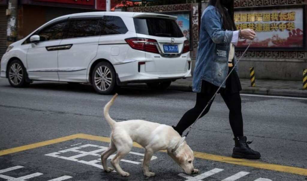 Chinese county sparks debate over ban on public dog walking