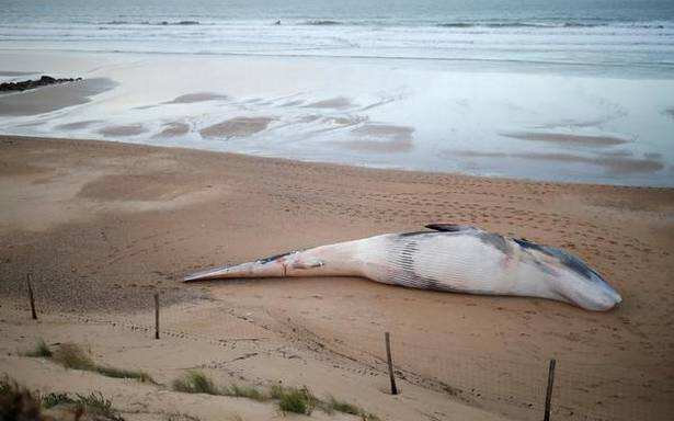 Six fin whales washed up on France's western shores