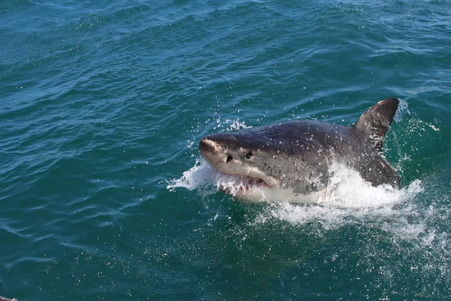 Man dies in shark attack off Australia's west coast