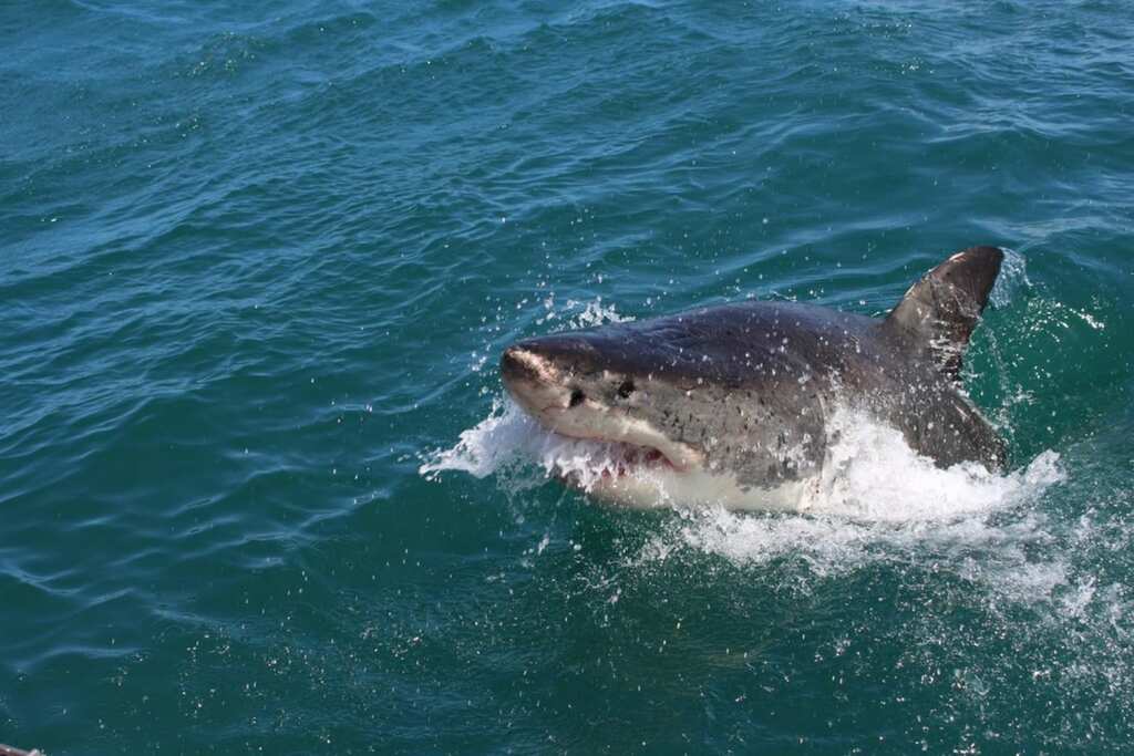 Man dies in shark attack off Australia's west coast
