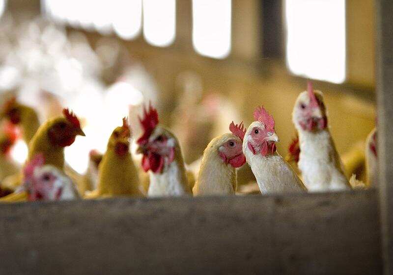 Dutch cull almost 200,000 chickens after bird flu outbreak Dutch cull almost 200,000 chickens after bird flu outbreak