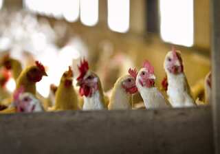 Dutch cull almost 200,000 chickens after bird flu outbreak