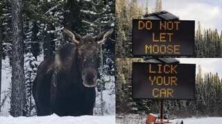 Too salty: Canadian officials ask residents not to let moose lick their cars