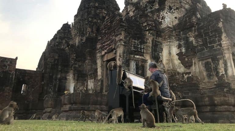 British musician plays classical tunes for hungry monkeys in Thailand British musician plays classical tunes for hungry monkeys in Thailand