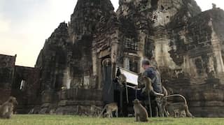 British musician plays classical tunes for hungry monkeys in Thailand