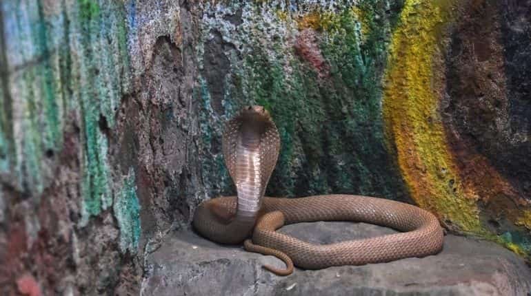 British man in India survives cobra bite after recovering from COVID-19, dengue, malaria British man in India survives cobra bite after recovering from COVID-19, dengue, malaria